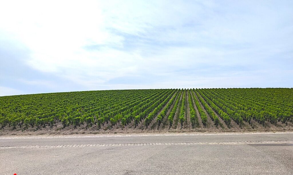Vigneti CHATEAU LAFITE ROTHSCHILD