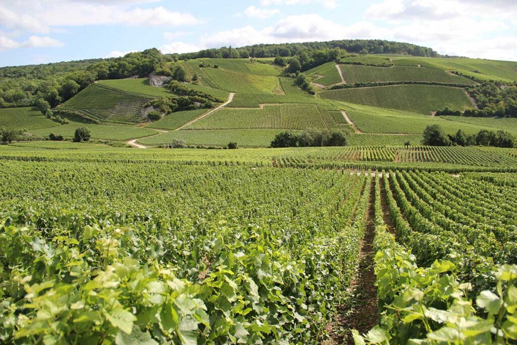 champagne-tourisme-diap-2