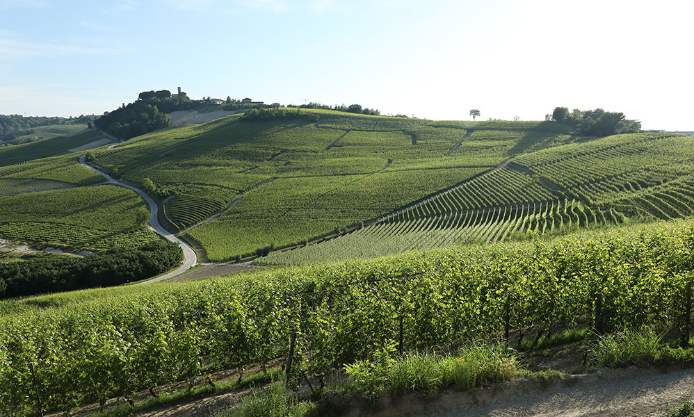 Vigneti Burlotto